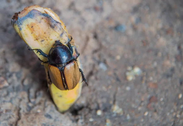 Dynastinae ou Xylotrupes Gédéon Manger de la banane (insecte), Rhinocéros — Photo