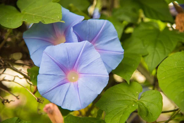 Imagen de una flor azul de la gloria de la mañana (Ipomoea) en el jardín — Foto de Stock