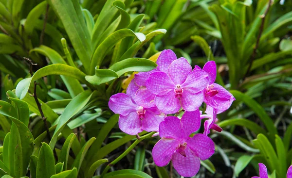 Linda orquídea vanda roxa no jardim — Fotografia de Stock