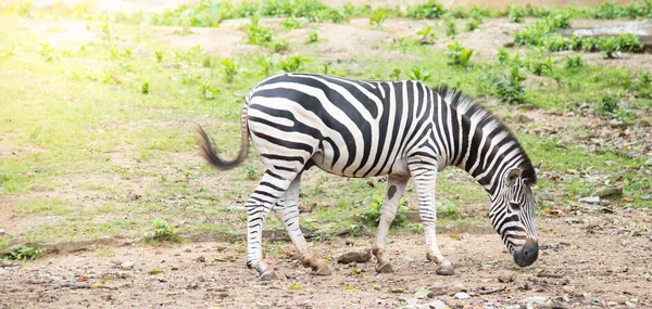 Zebra no fundo da natureza, animal Vida selvagem — Fotografia de Stock