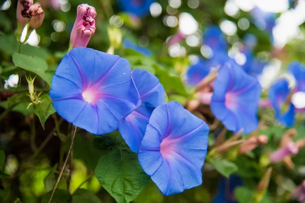 庭で朝顔 (サツマイモ) の青い花のイメージ ストック画像