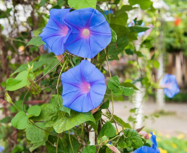 庭で朝顔 (サツマイモ) の青い花のイメージ ロイヤリティフリーのストック画像