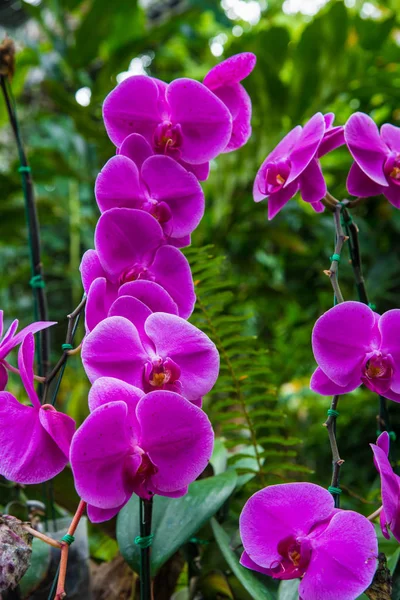 庭の美しい紫の蘭花のイメージ。明るい ストック画像