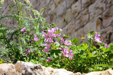 Dead sea kristal tuz İsrail closeup