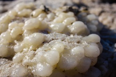 Dead sea kristal tuz İsrail closeup