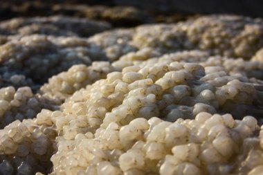 Dead sea kristal tuz İsrail closeup
