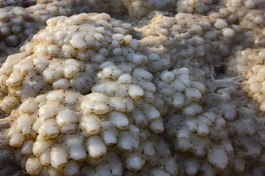 Dead sea kristal tuz İsrail closeup