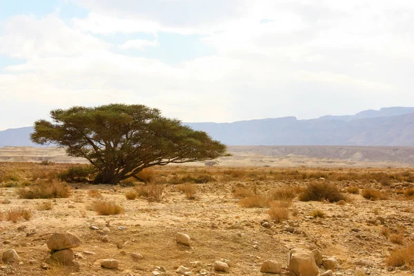 Srail Deki Negev Çölü Manzarası — Stok fotoğraf