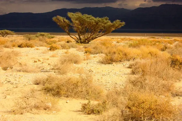 Landschap Van Negev Woestijn Israël — Stockfoto