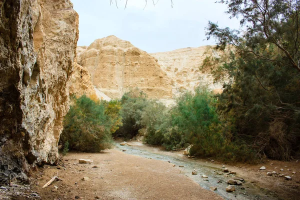 イスラエルの砂漠のワディ ボケックで自然が保護区します — ストック写真