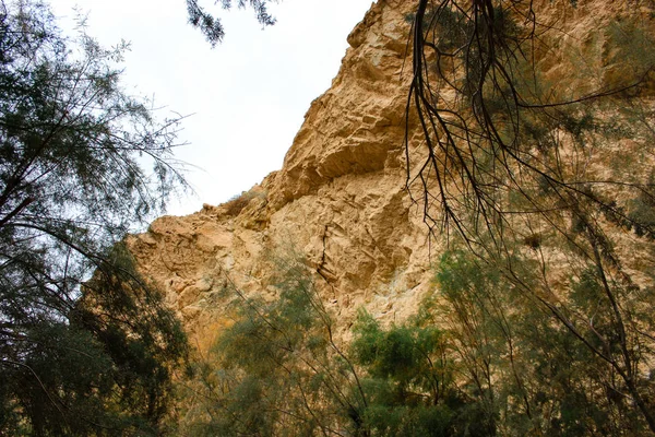 Természetvédelmi Wadi Bokek Júdeai Sivatag Izrael — Stock Fotó