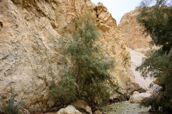 Wadi Bokek Doğada Saklıdır Judean Desert Srail — Stok fotoğraf