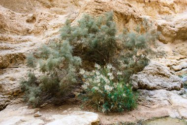 Wadi Bokek doğada saklıdır Judean desert İsrail'in