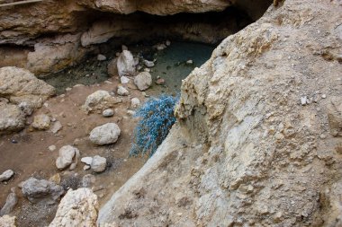 Wadi Bokek doğada saklıdır Judean desert İsrail'in