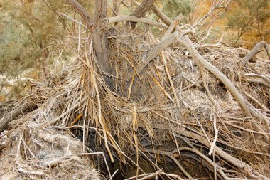 Wadi Bokek doğada saklıdır Judean desert İsrail'in