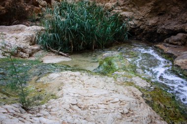 Wadi Bokek doğada saklıdır Judean desert İsrail'in