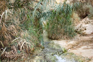 Wadi Bokek doğada saklıdır Judean desert İsrail'in