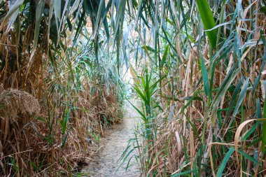 Wadi Bokek doğada saklıdır Judean desert İsrail'in