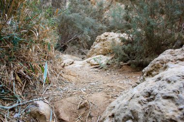Wadi Bokek doğada saklıdır Judean desert İsrail'in