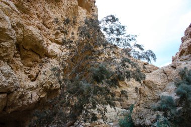 Wadi Bokek doğada saklıdır Judean desert İsrail'in