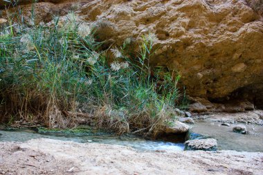 Wadi Bokek doğada saklıdır Judean desert İsrail'in