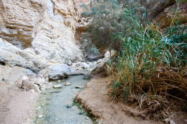 Wadi Bokek doğada saklıdır Judean desert İsrail'in