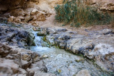 Wadi Bokek doğada saklıdır Judean desert İsrail'in