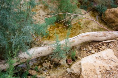 Wadi Bokek doğada saklıdır Judean desert İsrail'in