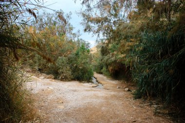 Wadi Bokek doğada saklıdır Judean desert İsrail'in