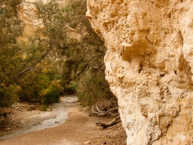 Wadi Bokek doğada saklıdır Judean desert İsrail'in