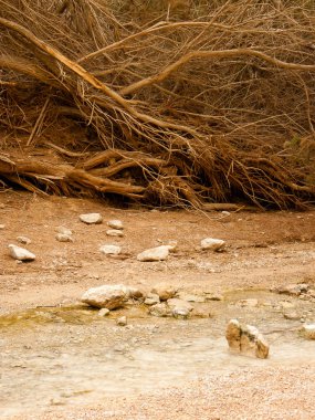 Wadi Bokek doğada saklıdır Judean desert İsrail'in