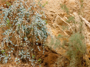 Wadi Bokek doğada saklıdır Judean desert İsrail'in
