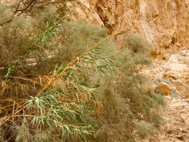 Wadi Bokek doğada saklıdır Judean desert İsrail'in