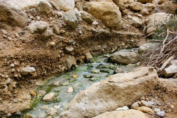 Natur Wadi Bokek Reservat Der Judäischen Wüste Israel — Stockfoto