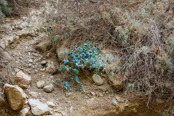 Wadi Bokek Doğada Saklıdır Judean Desert Srail — Stok fotoğraf