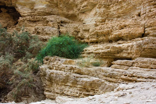 Nature Dans Réserve Wadi Bokek Désert Judée Israël — Photo