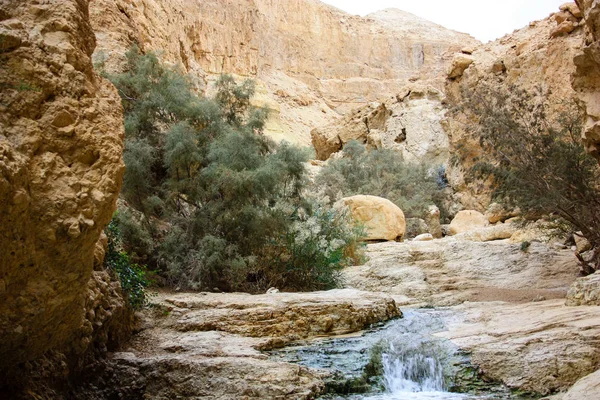 イスラエルの砂漠のワディ ボケックで自然が保護区します — ストック写真