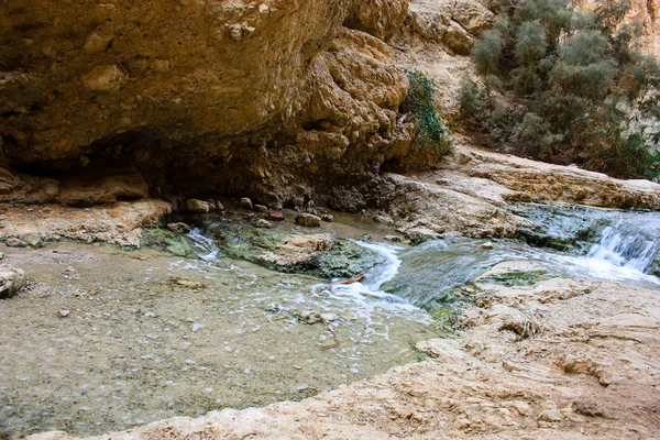 Natura Nella Riserva Wadi Bokek Del Deserto Della Giudea Israele — Foto Stock