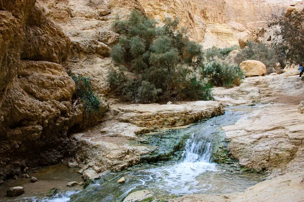 Natura Nella Riserva Wadi Bokek Del Deserto Della Giudea Israele — Foto Stock