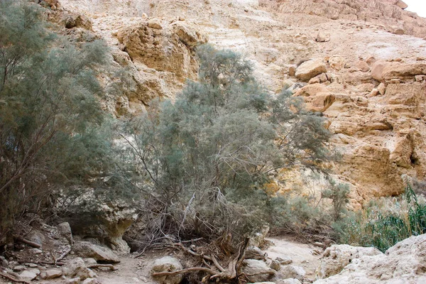 Természetvédelmi Wadi Bokek Júdeai Sivatag Izrael — Stock Fotó