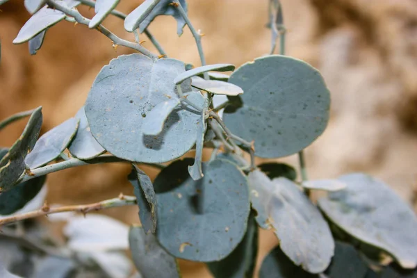 Natura Nella Riserva Wadi Bokek Del Deserto Della Giudea Israele — Foto Stock