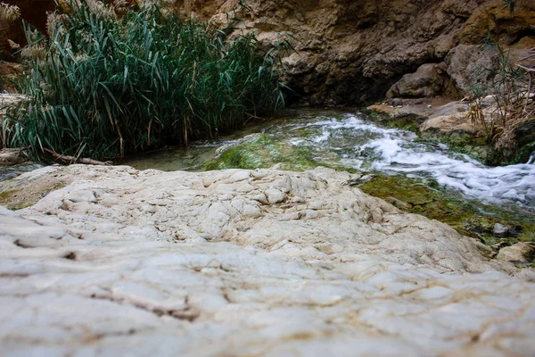 Naturaleza Reserva Wadi Bokek Del Desierto Judea Israel —  Fotos de Stock