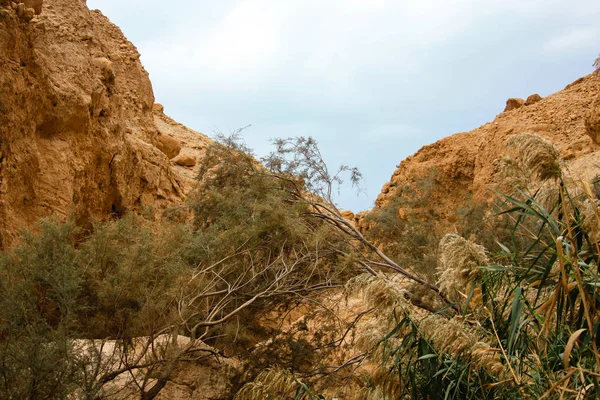 Nature Dans Réserve Wadi Bokek Désert Judée Israël — Photo