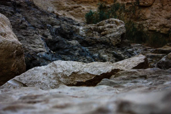 Природа Заповеднике Вади Бокек Иудейской Пустыни Израиле — стоковое фото