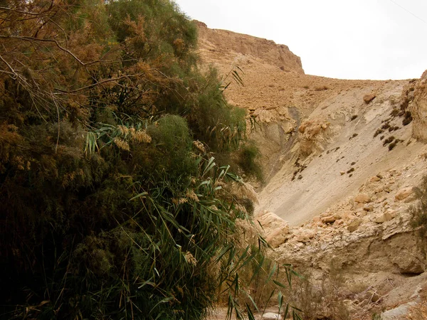 Natura Nella Riserva Wadi Bokek Del Deserto Della Giudea Israele — Foto Stock