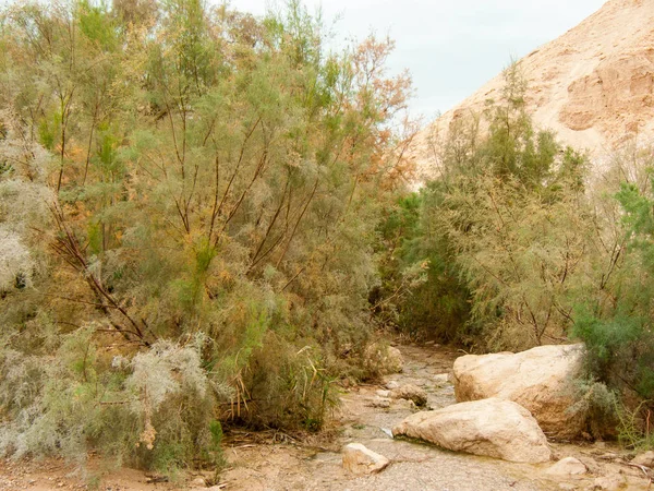 Természetvédelmi Wadi Bokek Júdeai Sivatag Izrael — Stock Fotó