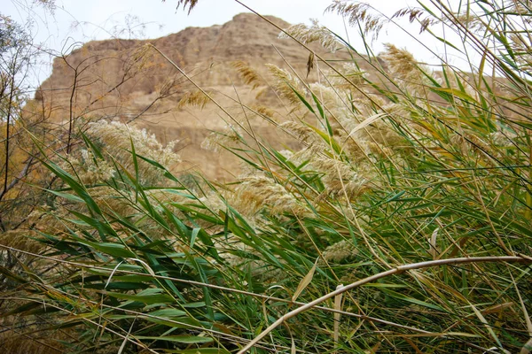 Nature Wadi Bokek Reserve Judean Desert Israel — Stock Photo, Image