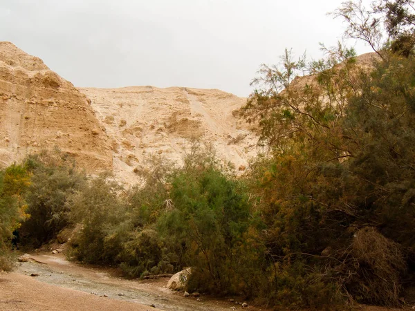 Naturaleza Reserva Wadi Bokek Del Desierto Judea Israel — Foto de Stock