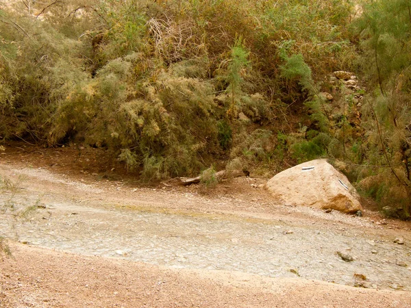 Wadi Bokek Doğada Saklıdır Judean Desert Srail — Stok fotoğraf