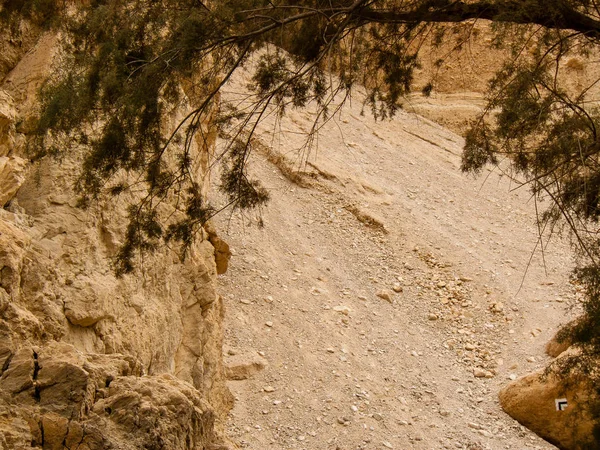 Naturaleza Reserva Wadi Bokek Del Desierto Judea Israel —  Fotos de Stock